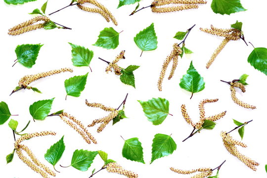 Natural yellow birch catkins and green young birch leaves in chaotic order on white background