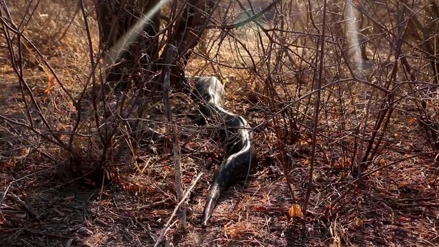 A very large African Rock Python in the wild, having just eaten a small antelope.