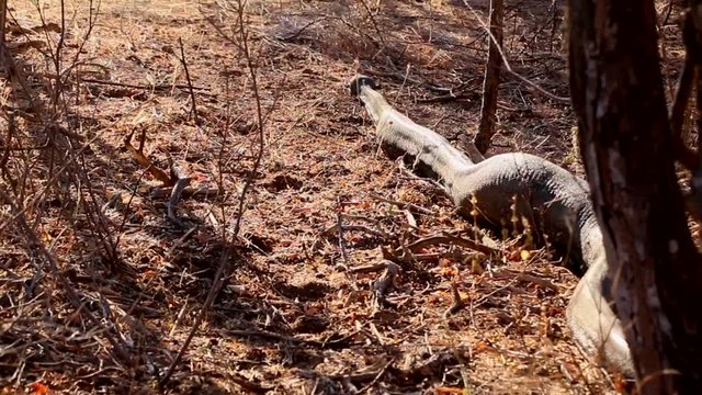 A very large African Rock Python in the wild, having just eaten a small antelope.