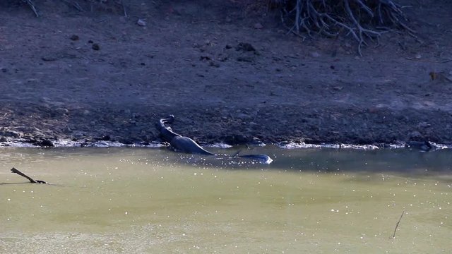 A very large African Rock Python in the wild, having just eaten a small antelope.