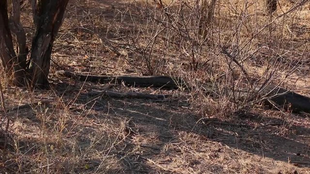 A very large African Rock Python in the wild, having just eaten a small antelope.