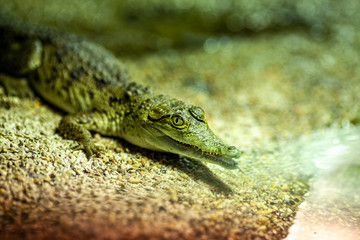 Orinoco crocodile
