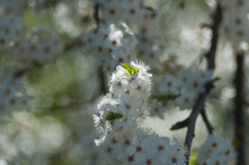 Single white flower on green background. White flower in nature