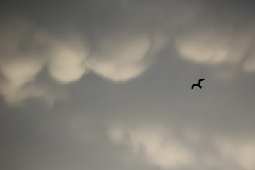 birds flying in the sky