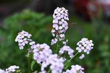 Daikon flower - Vancouver