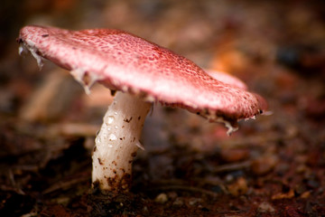 mushroom in the forest