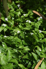 Tradescantia fluminensis (Green wondering Jew)