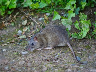 A Brown Rat