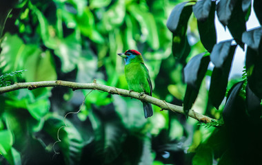 rainy day bird photography barbet