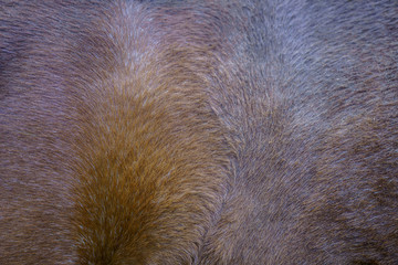 Close up of the brown fur of the a horse 