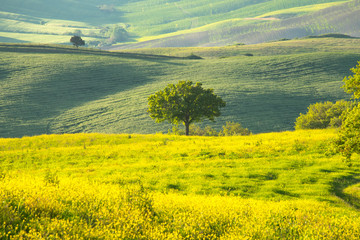 A lonely tree. Val d'Orcia landscape in spring. Hills of Tuscany. Cypresses, hills, yellow rapeseed fields and green meadows. Val d'Orcia, Siena, Tuscany, Italy - May, 2019.