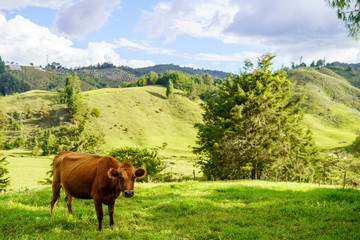 Fototapeta na wymiar Cow in a beautiful green landscape staring directly to the camera with a blue sky and some whit clouds