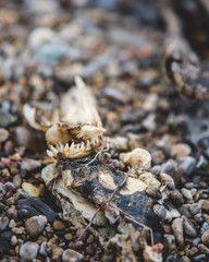 Fish Bones