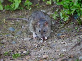 Brown Rat