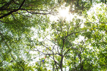 Leaves in the green forest The sun's light shines under the sky.