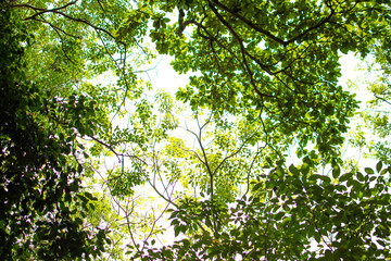 Fototapeta na wymiar Leaves in the green forest under the sky
