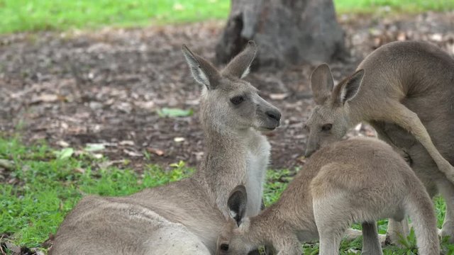 Kangaroo lying down in a grassy field in Queensland, Australia