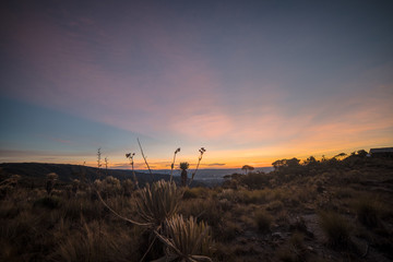 Sunrise on a moor on Colombia with some espeletia plant