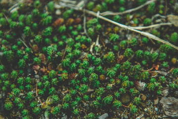 Close up of moss