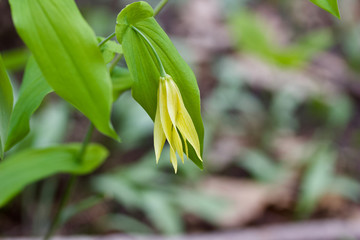 Macro view of a single delicate yellow bellwort wildflower blooming in its native woodland setting