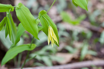 Obraz premium Macro view of a single delicate yellow bellwort wildflower blooming in its native woodland setting