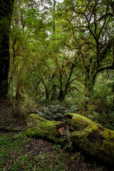 Obraz premium Rainforest on the road to Beauchamp Falls, Great Otway National Park, Australia