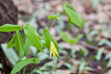 Macro view of a single delicate yellow bellwort wildflower blooming in its native woodland setting