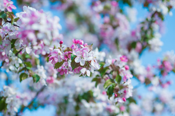 Single white flower on green background. White flower in nature