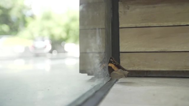 cinematic footage of butterfly trying to go out the window
