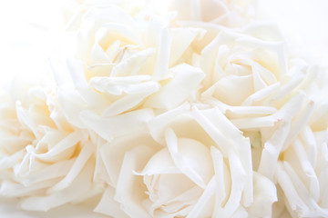 floral background of white roses