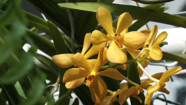 Orchid flower in orchid garden.