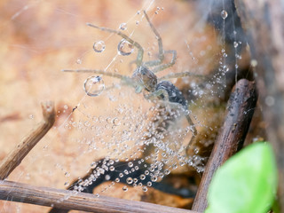 Water droplets on a spider web in nature. Dew on a spider web.  a spider