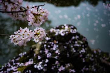 東京都新宿区の日本庭園の池の端に咲く桜と散った桜の花びら
