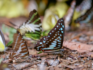 Group of Butterflies on the ground with nature background. Soft of focus