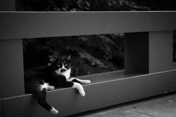 東京都港区芝公園のお寺で横たわる野良猫