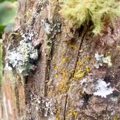lichen on bark