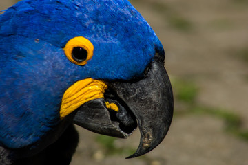 blue and yellow macaw