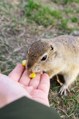 feeding a cute, wild gopher in a summer meadow