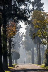 A lone figure walks down a tree lined street with soft sunlight filtering through the leaves image in portrait format with copy space