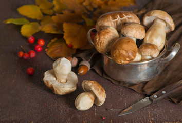 Harvested wild boletus mushrooms on wooden