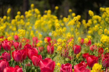 東京都新宿区の公園に咲く赤いチューリップと黄色い菜の花