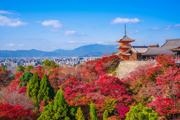 Naklejka premium Jesienne liście w świątyni Kiyomizu w Kioto