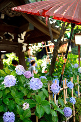 Fototapeta na wymiar 東京都文京区白山の神社に咲くアジサイ