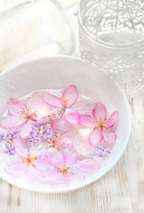 Obraz na płótnie Canvas Spa concept. flowers in plate. Spa concept of blooming flowers. Bowl of aroma spa water and spring blossoming pink apple tree flowers, petals in water drops. close up. soft selective focus