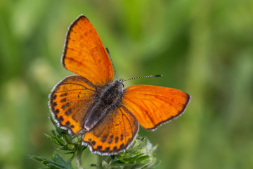 Fototapeta na wymiar close up of lesser fiery copper butterfly in green grass