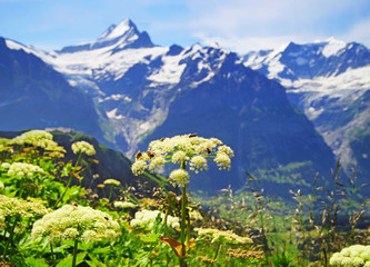 Alpine Peaks Grindelwald And Jungfrau