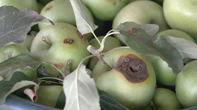 apples, granny smith variety, damaged by codling mouth, being thrown into big council recycling bin