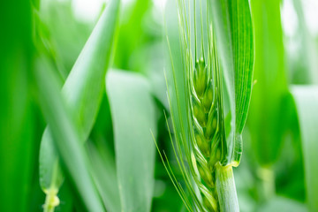 Obraz premium Close up of wheat sprouts