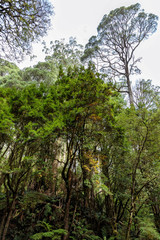 Fototapeta na wymiar Road to Beauchamp Falls, Great Otway National Park, Victoria, Australia
