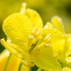 Beautiful rape flower with dewdrops